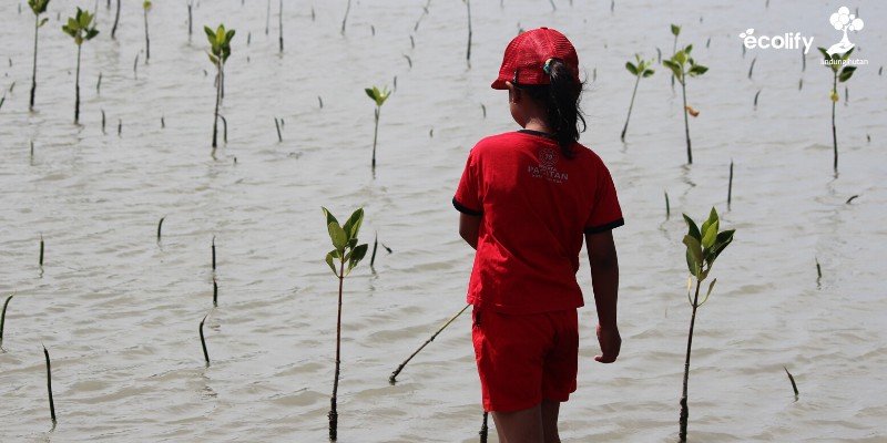 Inisiatif Mandiri Kuatkan Petani Bibit Indonesia